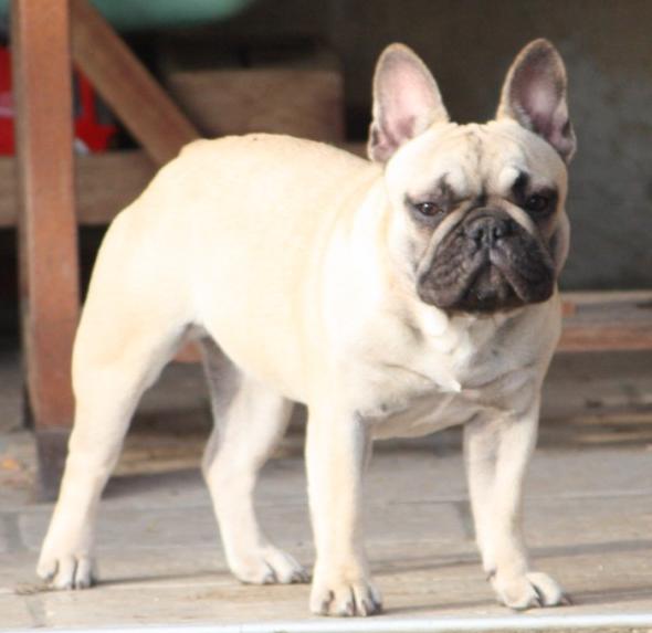 Fhantaisy bouille d'avril du Chevalier Gascon
