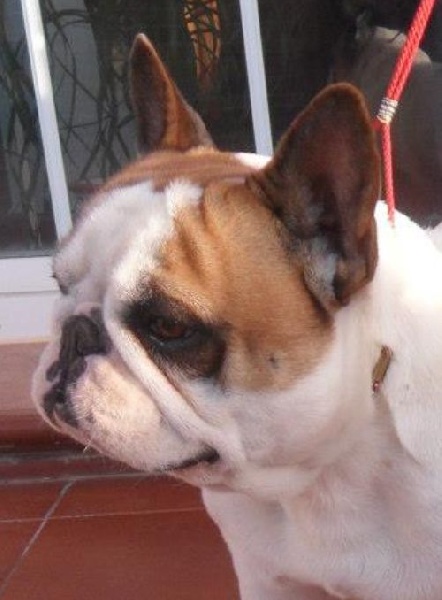 CH. Garance des bouilles de la Garonne