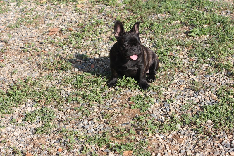 Jolie istoire damour des bouilles de la Garonne