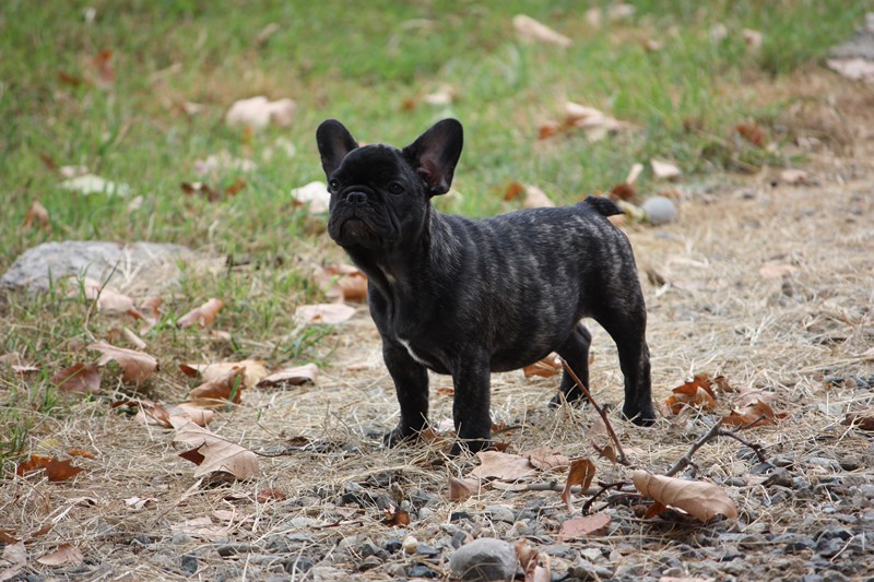 Juliette tite chouette des bouilles de la Garonne