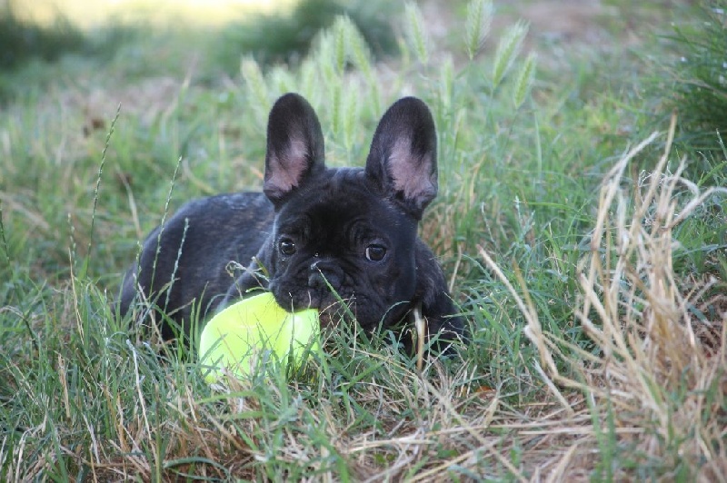 Mamzelle leeloo des bouilles de la Garonne
