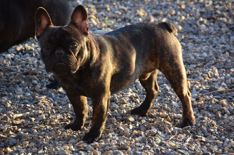 Monsieur michalak des bouilles de la Garonne