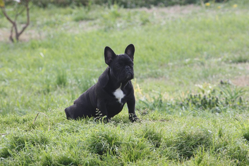 Lady louisyane des bouilles de la Garonne