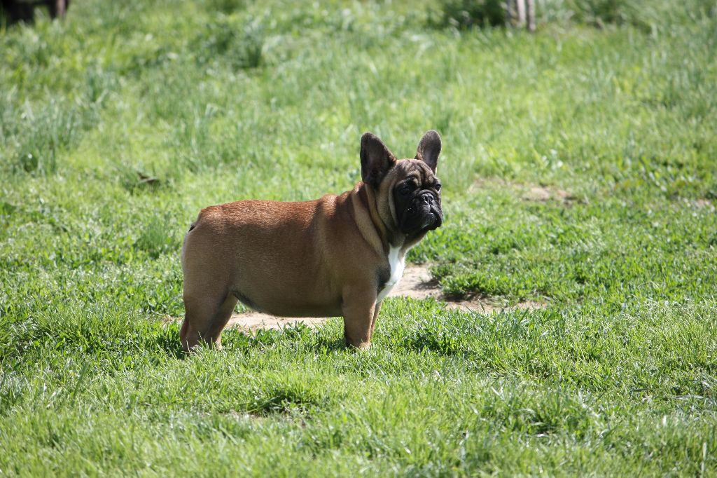 Margotte la cocotte des bouilles de la Garonne