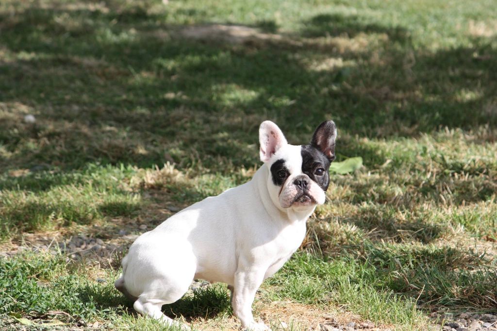 Lolita tchatcha des bouilles de la Garonne