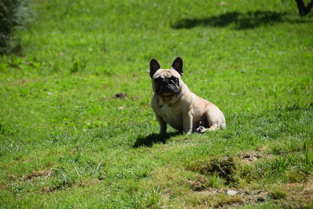 Naos des bouilles de la Garonne