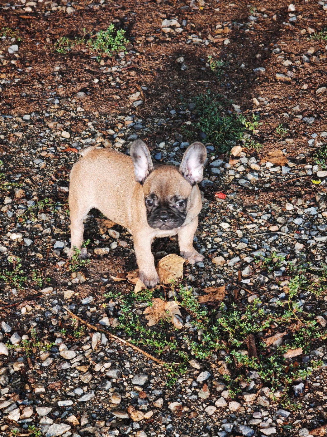 billy willy beau gosse des bouilles de la Garonne