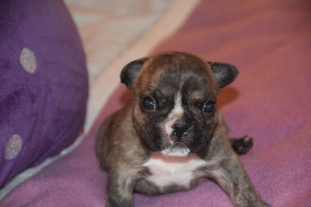 des bouilles de la Garonne - Chiots disponibles - Bouledogue français