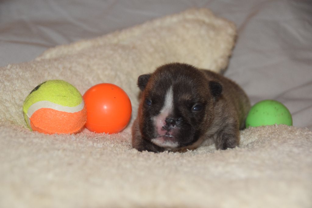 des bouilles de la Garonne - Chiots disponibles - Bouledogue français
