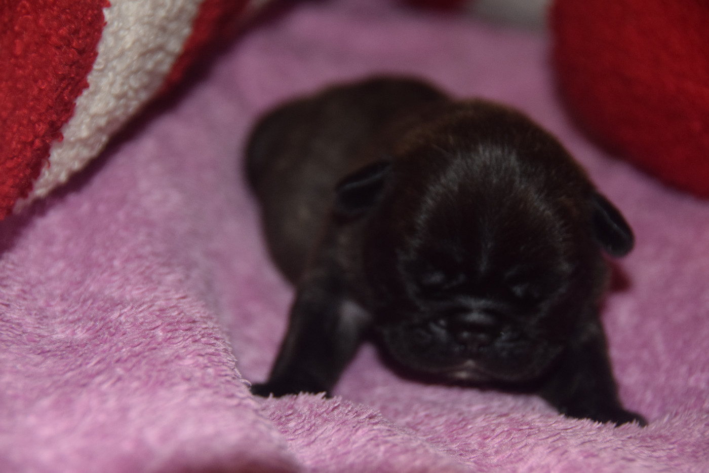 des bouilles de la Garonne - Chiots disponibles - Bouledogue français