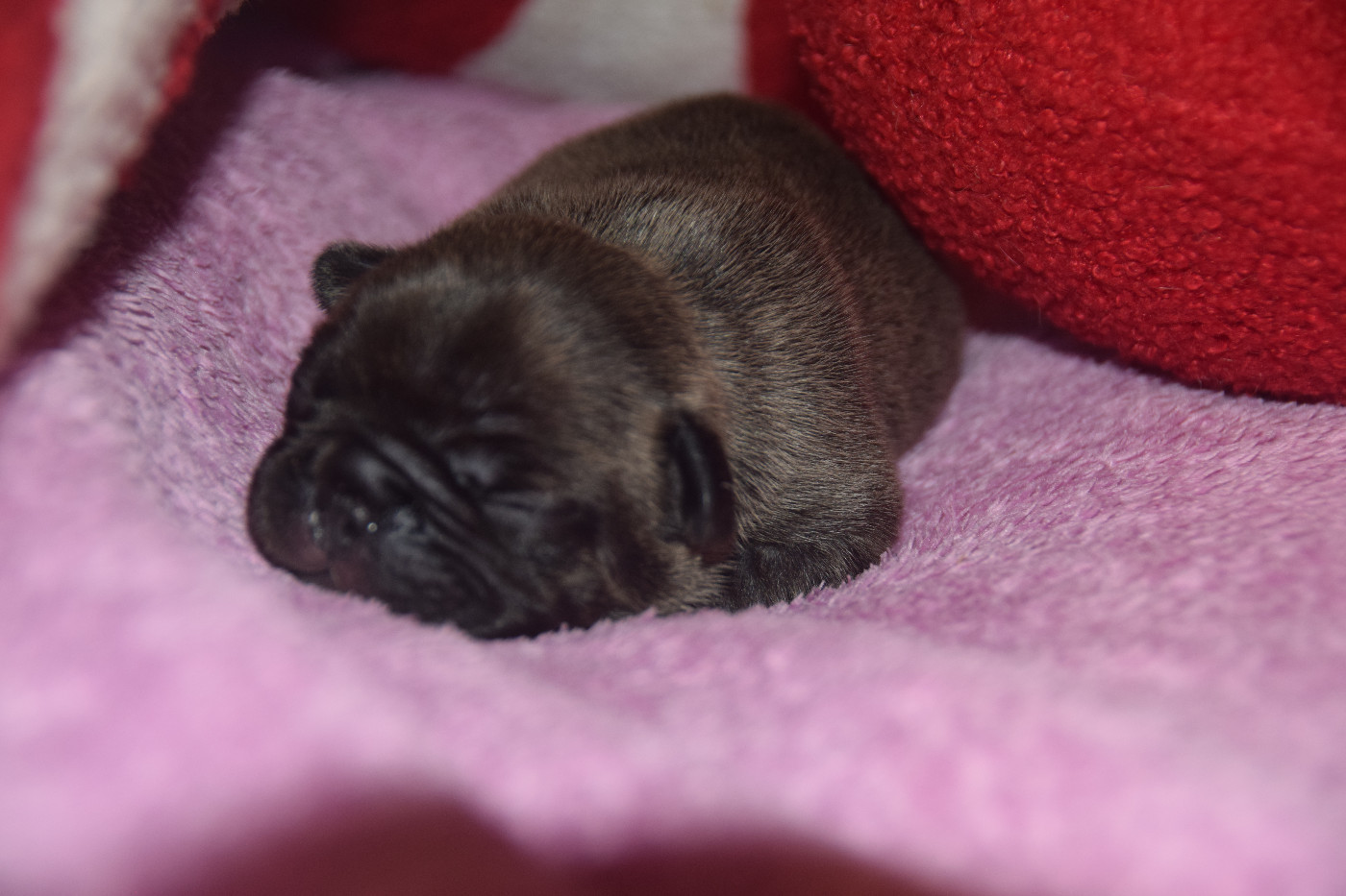 des bouilles de la Garonne - Chiots disponibles - Bouledogue français