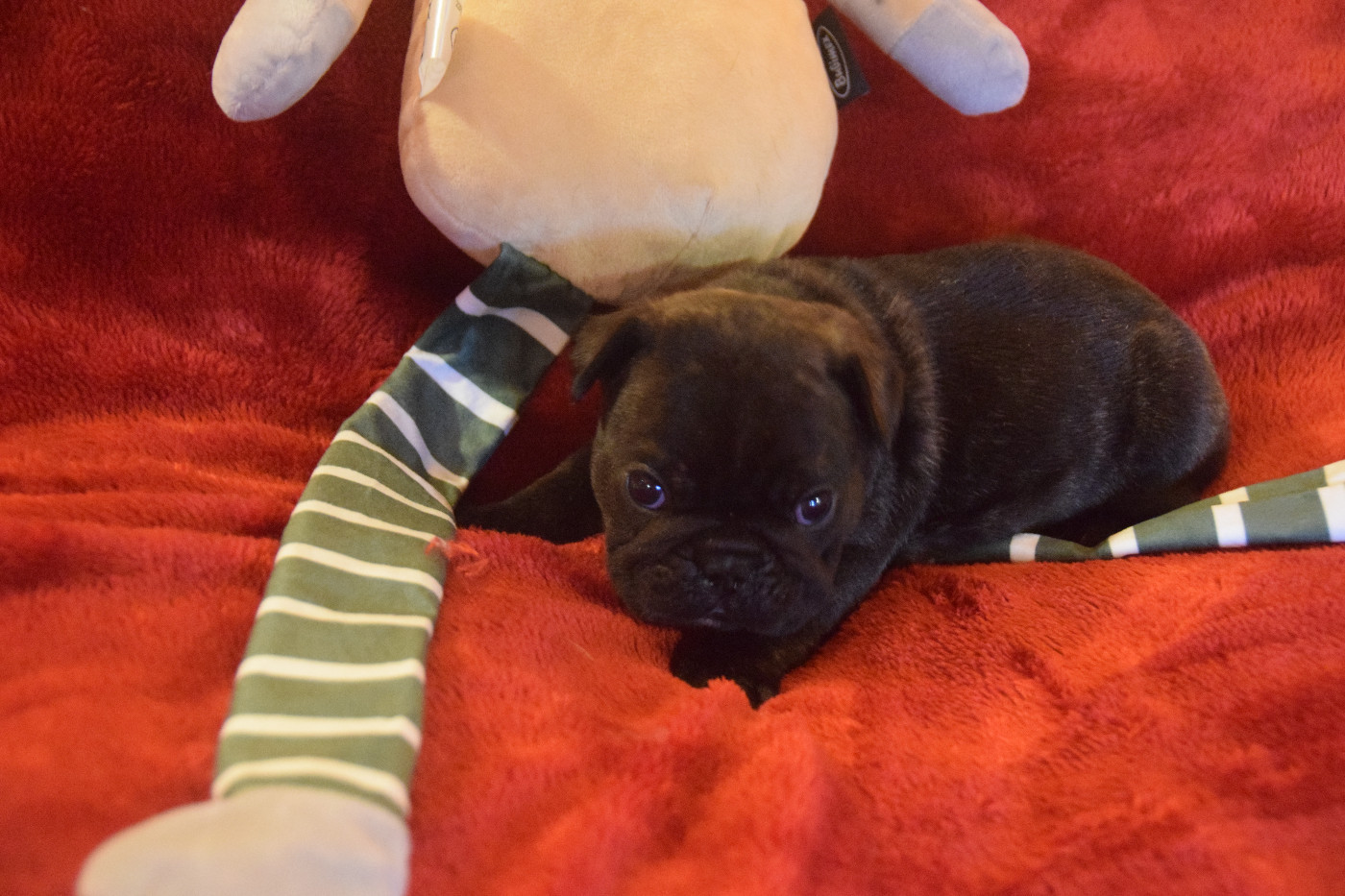 des bouilles de la Garonne - Chiots disponibles - Bouledogue français