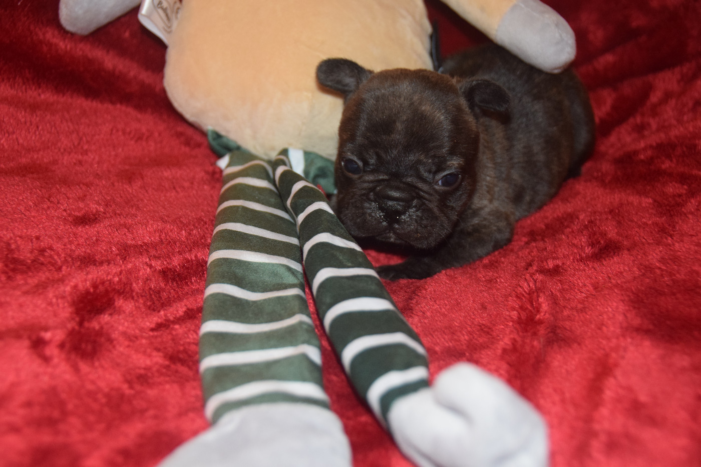 des bouilles de la Garonne - Chiots disponibles - Bouledogue français