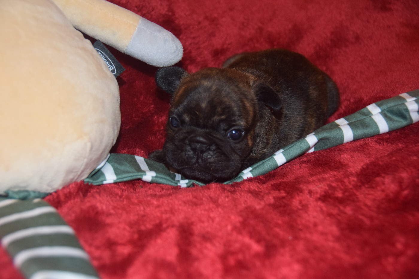 des bouilles de la Garonne - Chiots disponibles - Bouledogue français