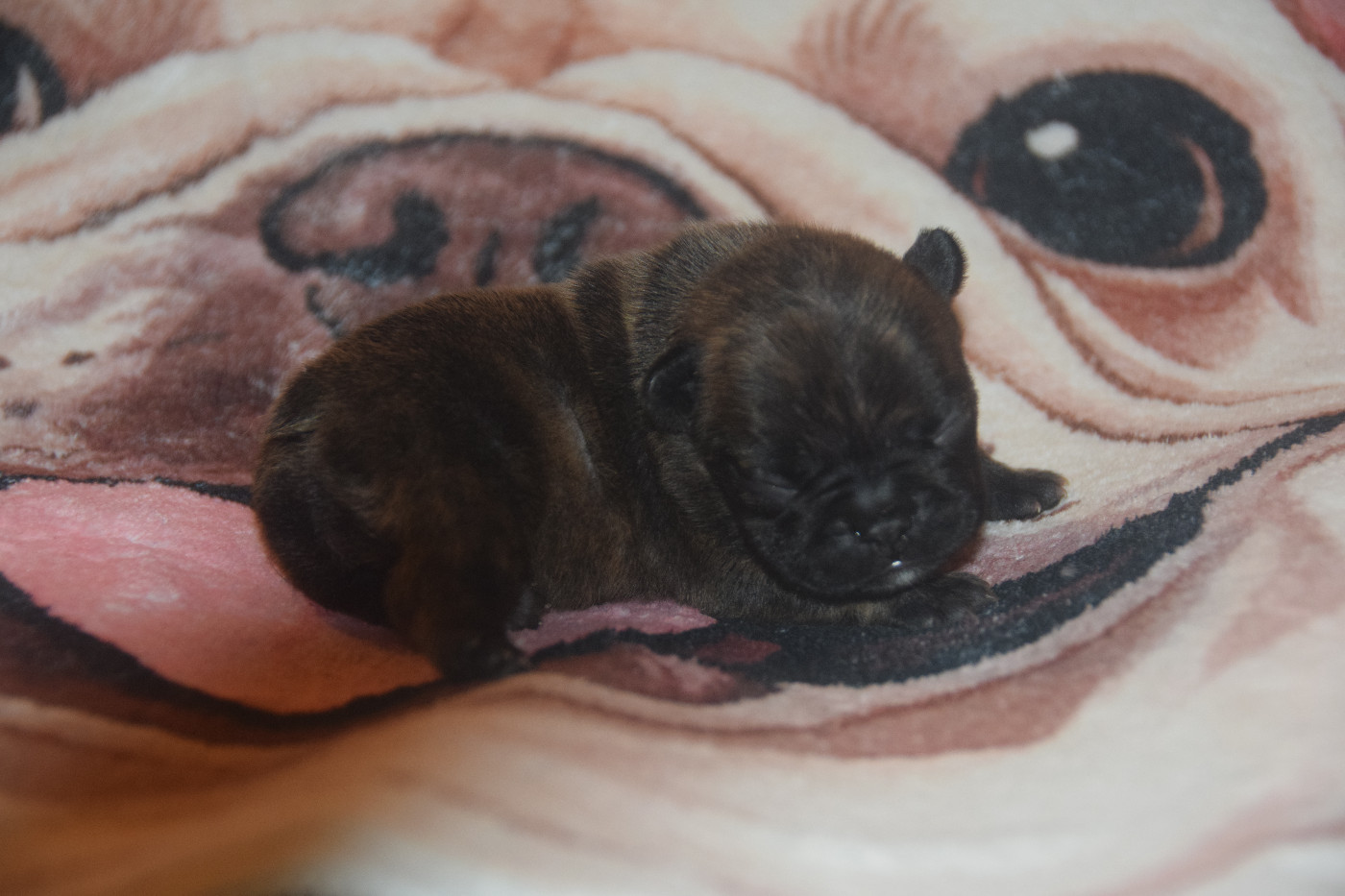 des bouilles de la Garonne - Chiots disponibles - Bouledogue français