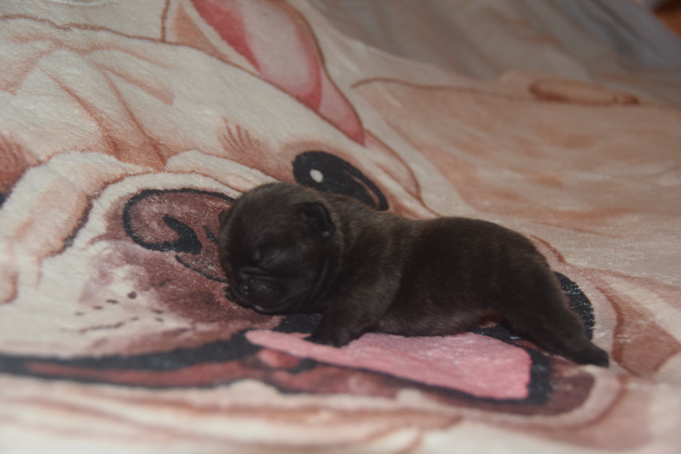 des bouilles de la Garonne - Chiots disponibles - Bouledogue français