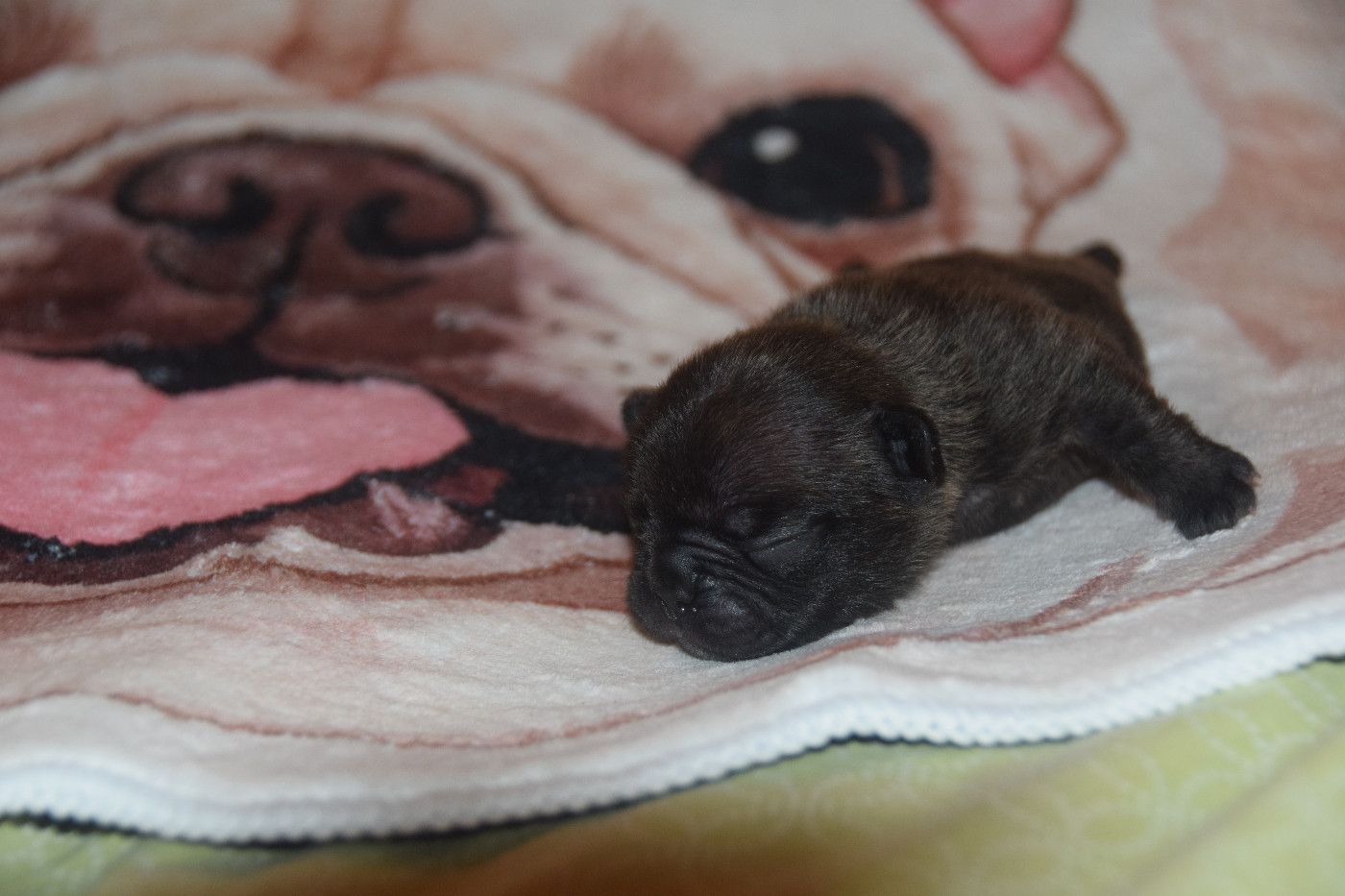 des bouilles de la Garonne - Chiots disponibles - Bouledogue français