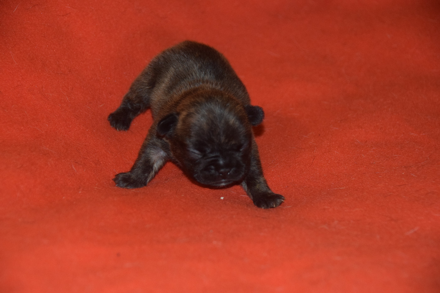 des bouilles de la Garonne - Chiots disponibles - Bouledogue français