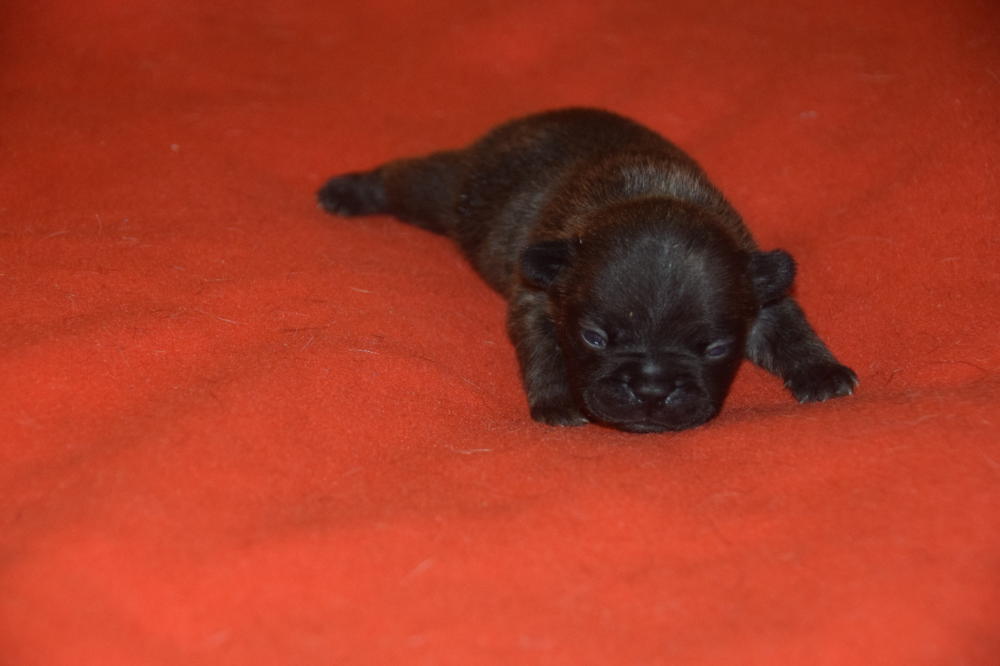 des bouilles de la Garonne - Chiots disponibles - Bouledogue français