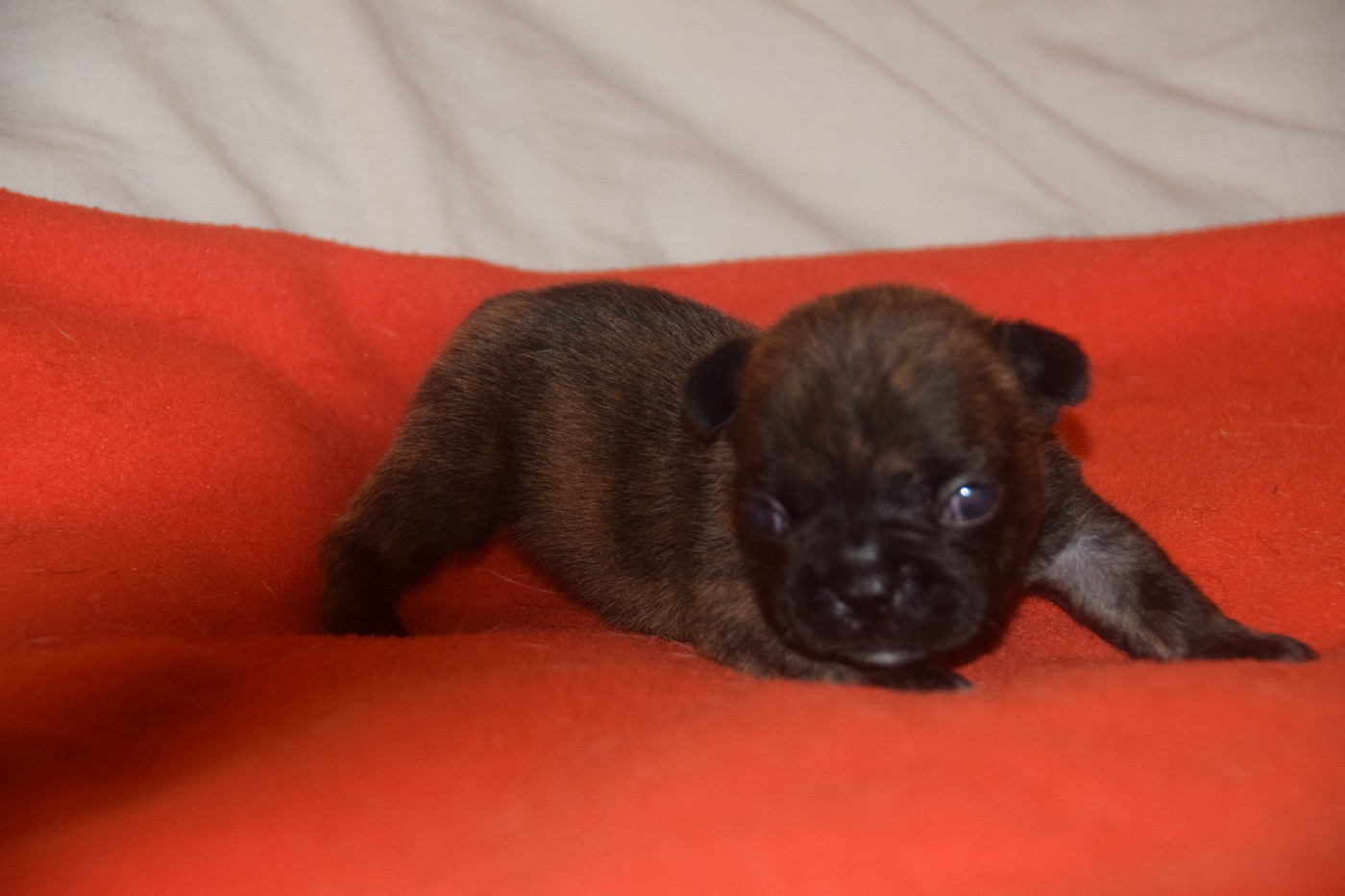 des bouilles de la Garonne - Chiots disponibles - Bouledogue français