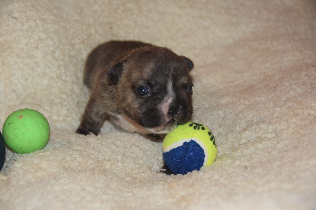 des bouilles de la Garonne - Chiots disponibles - Bouledogue français