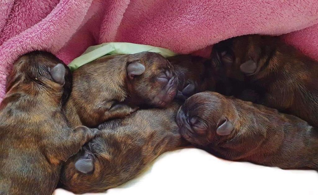 Chiot Bouledogue français des bouilles de la Garonne