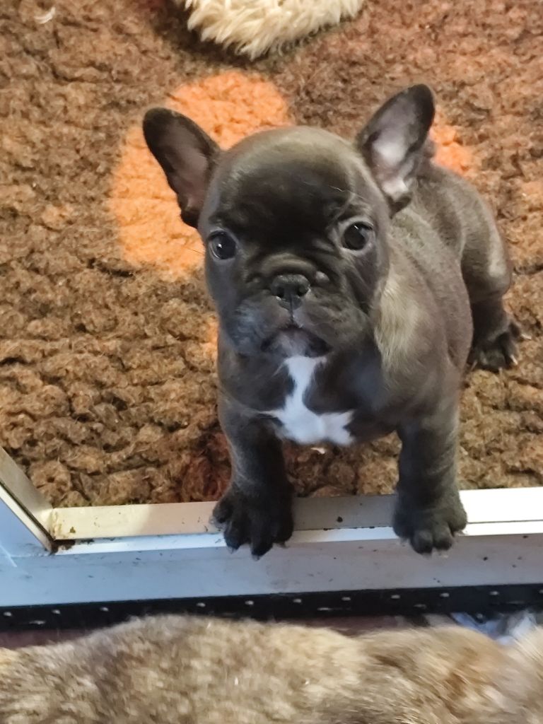 des bouilles de la Garonne - Chiots disponibles - Bouledogue français