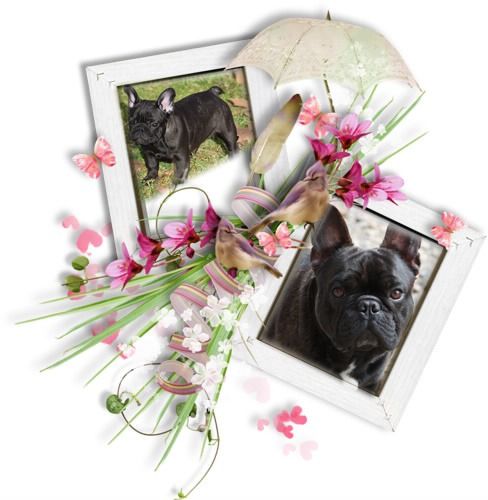 Chiot Bouledogue français des bouilles de la Garonne