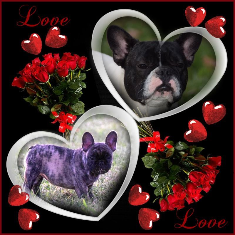 Chiot Bouledogue français des bouilles de la Garonne