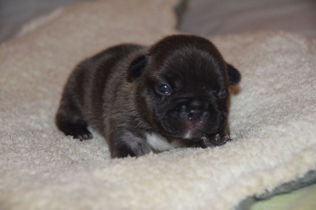 des bouilles de la Garonne - Chiots disponibles - Bouledogue français