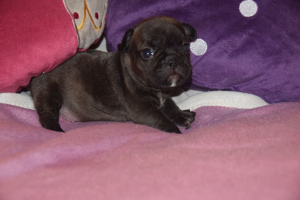 des bouilles de la Garonne - Chiots disponibles - Bouledogue français