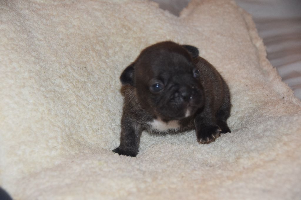 des bouilles de la Garonne - Chiots disponibles - Bouledogue français